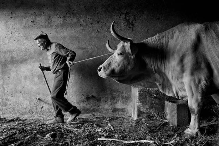 Лучшие снимки фотоконкурса Siena International Photography Awards