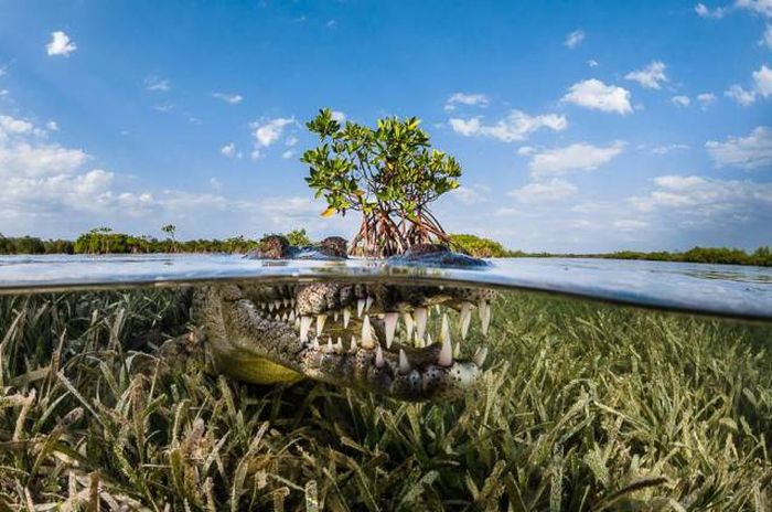 Лучшие снимки фотоконкурса Siena International Photography Awards