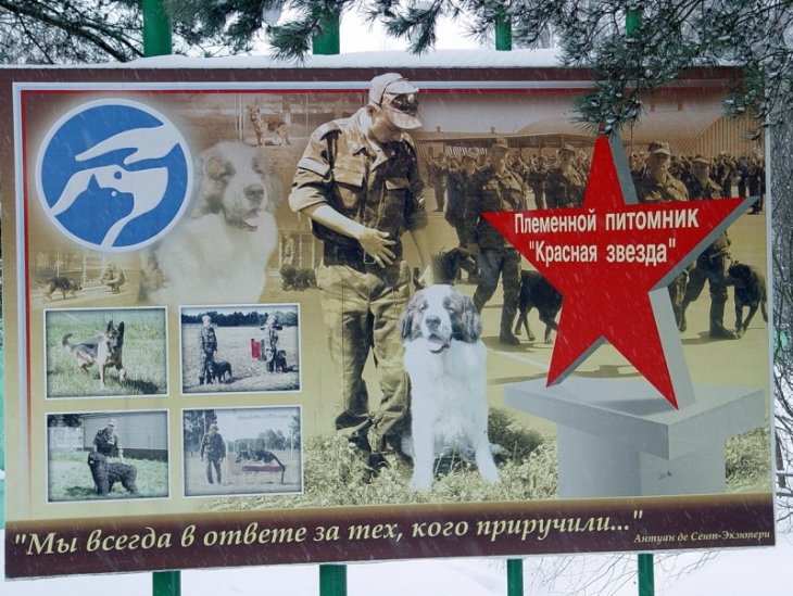 Военный кинологический центр «Красная звезда» Военный кинологический центр «Красная звезда»