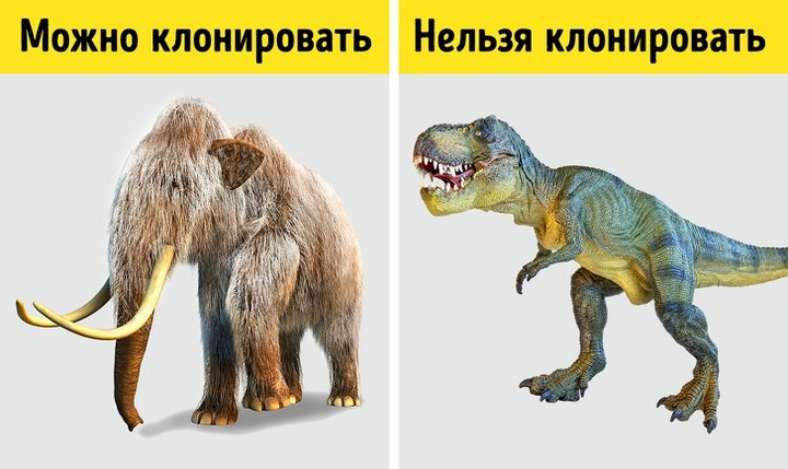 Факты о ДНК, которые помогут понять, как устроена живая природа Факты о ДНК, которые помогут понять, как устроена живая природа