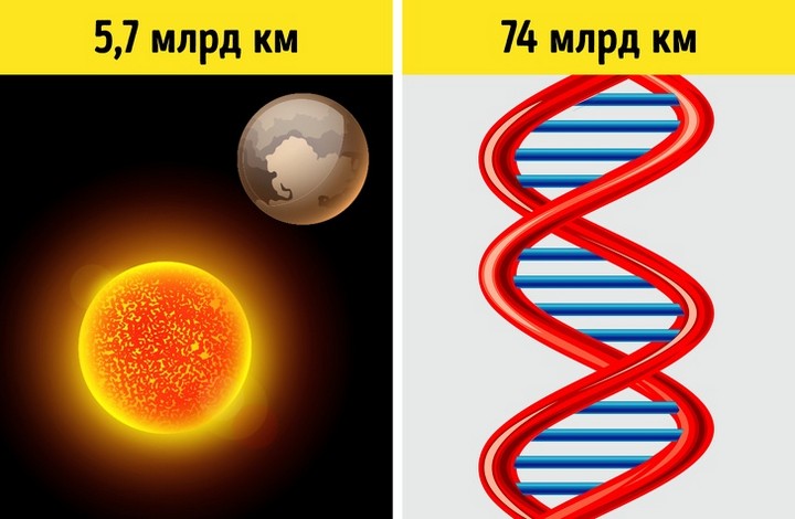 Факты о ДНК, которые помогут понять, как устроена живая природа Факты о ДНК, которые помогут понять, как устроена живая природа