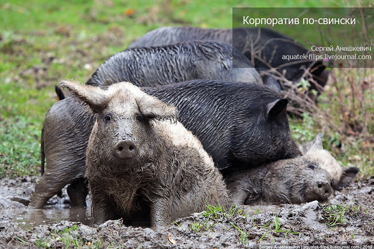 Корпоратив по-свински Корпоратив по-свински