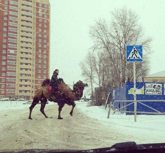 Порция картинок