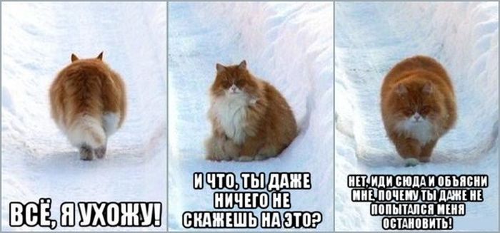 Порция картинок