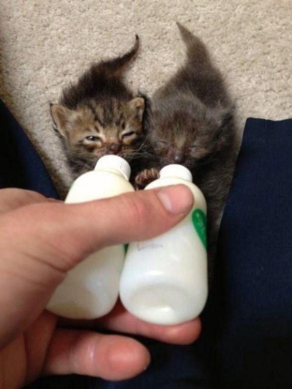 Забавные и симпатичные котики