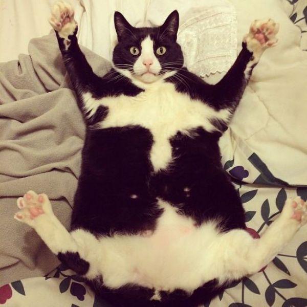 Забавные и симпатичные котики