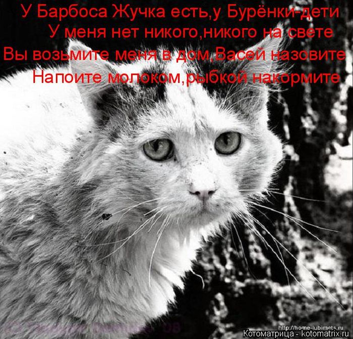 Лучшие котоматрицы недели
