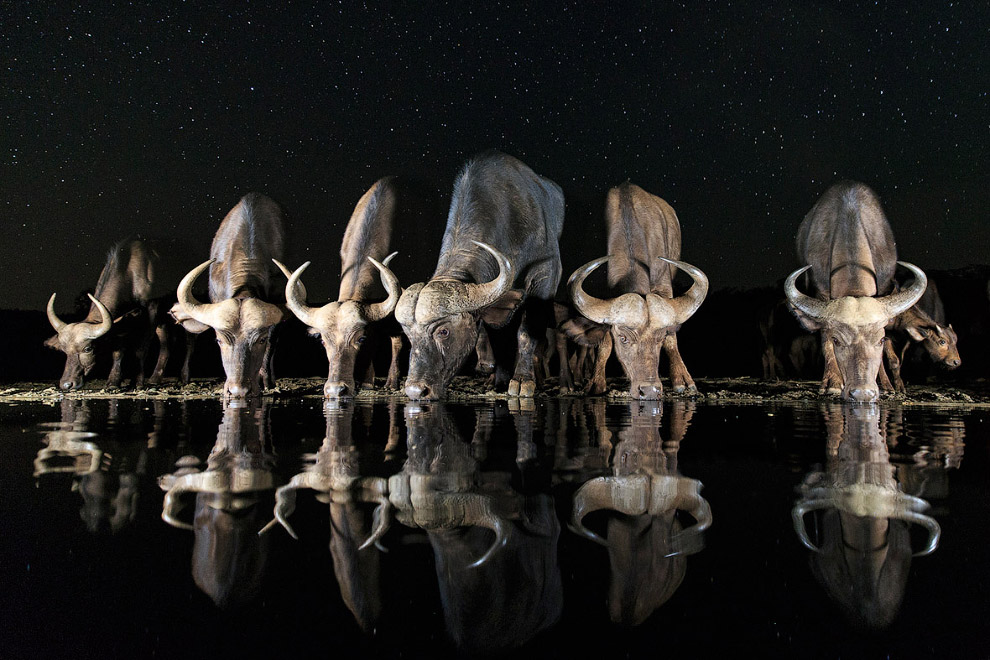 Международный конкурс Sony World Photography Awards 2017
