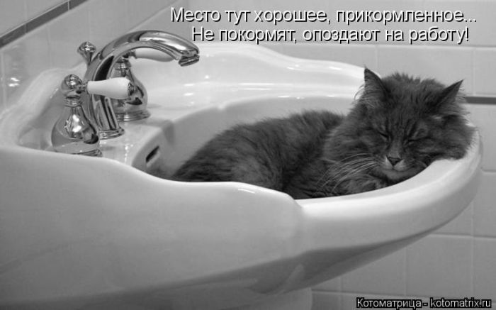 Лучшие котоматрицы недели
