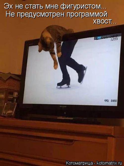 Лучшие котоматрицы недели