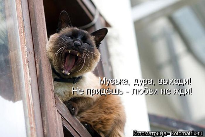Лучшие котоматрицы недели