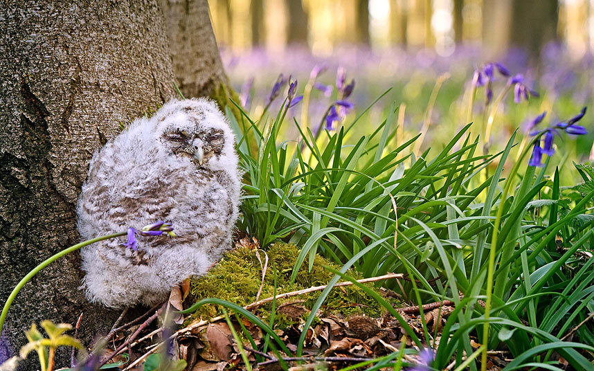 Животные в фотографиях Животные в фотографиях