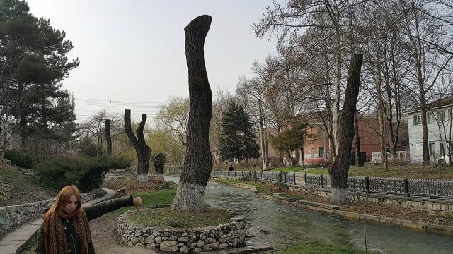 Деревья-обрубки из российских городов Деревья-обрубки из российских городов