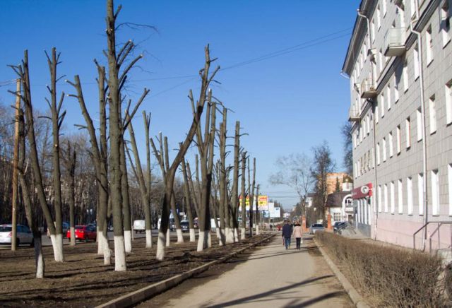 Деревья-обрубки из российских городов Деревья-обрубки из российских городов