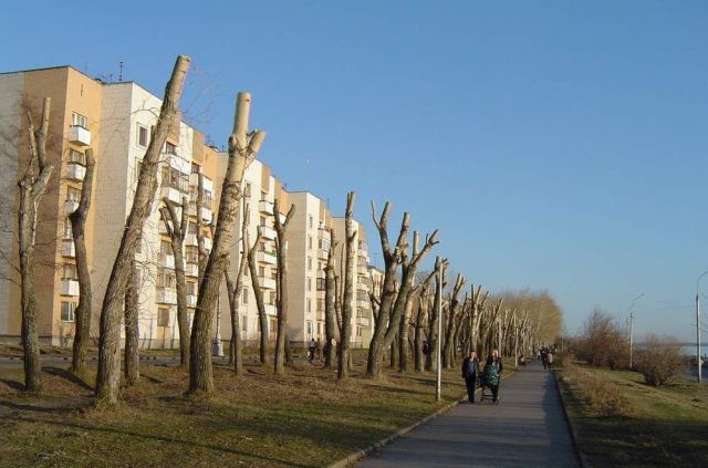 Деревья-обрубки из российских городов Деревья-обрубки из российских городов