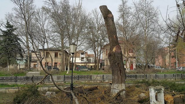 Деревья-обрубки из российских городов Деревья-обрубки из российских городов