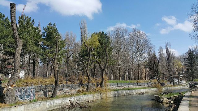 Деревья-обрубки из российских городов Деревья-обрубки из российских городов
