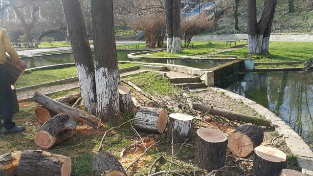 Деревья-обрубки из российских городов Деревья-обрубки из российских городов