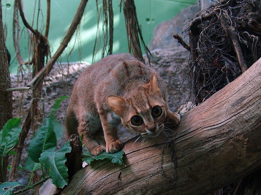 Дикие кошки: ржавая кошка - самая маленькая дикая кошка в мире Дикие кошки: ржавая кошка - самая маленькая дикая кошка в мире