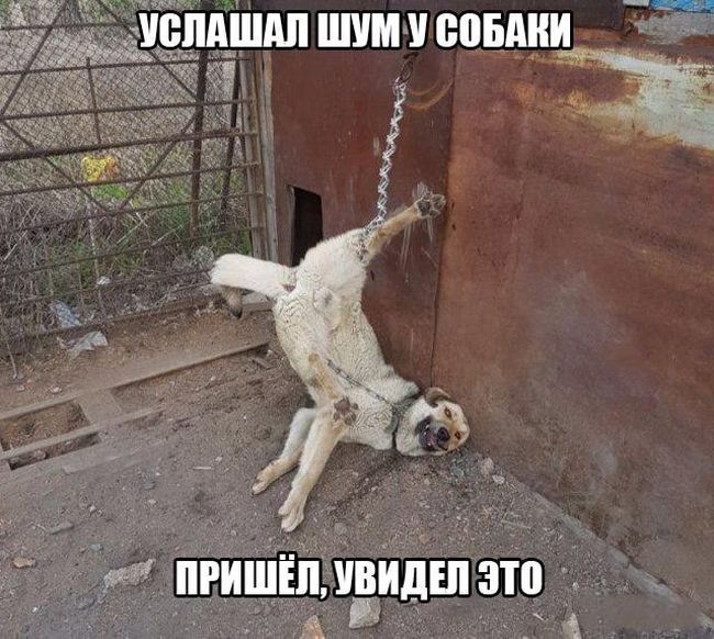 Веселые картинки с подписями