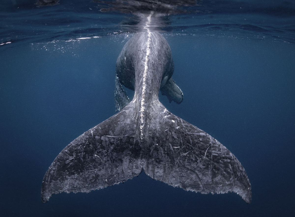 Победители конкурса National Geographic Travel Photographer 2018 Победители конкурса National Geographic Travel Photographer 2018