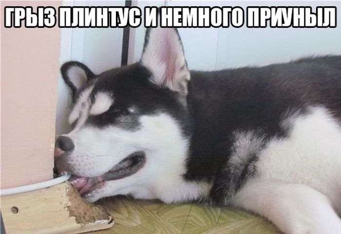 Порция картинок