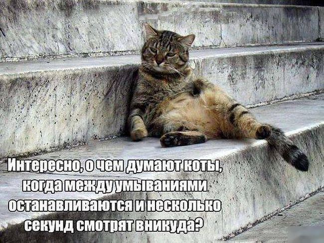 Порция картинок