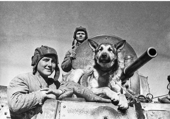 Собачья война Собачья война