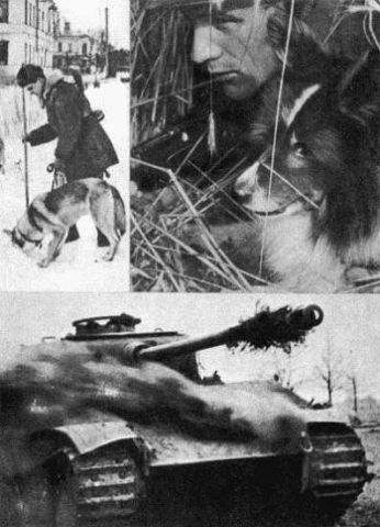 Собачья война Собачья война