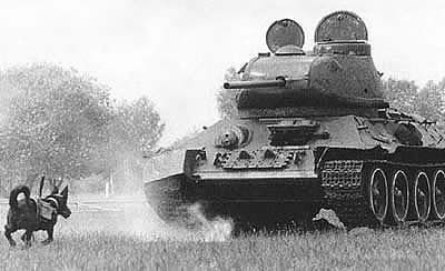 Собачья война Собачья война