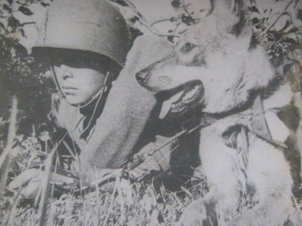 Собачья война Собачья война