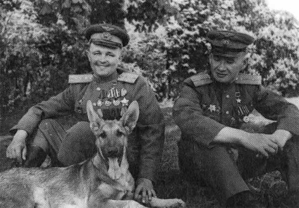 Собачья война Собачья война