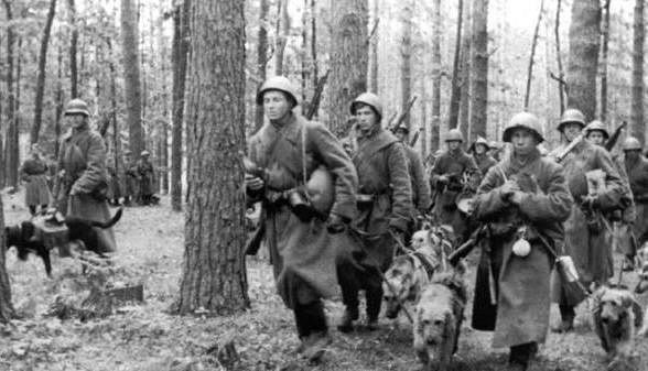Собачья война Собачья война