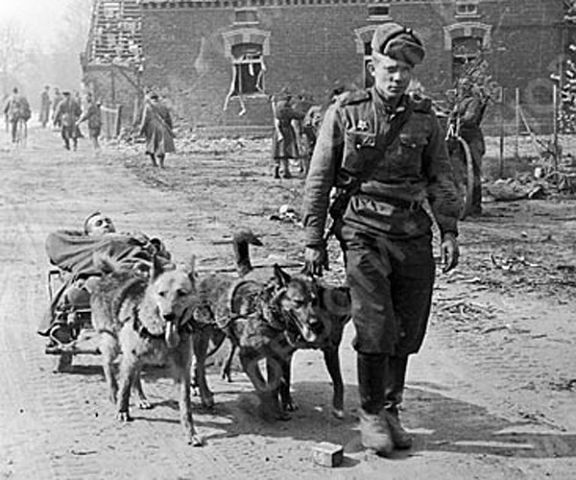 Собачья война Собачья война