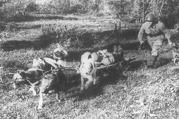 Собачья война Собачья война