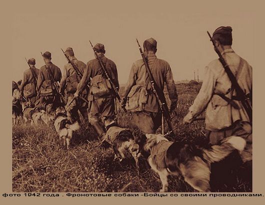 Собачья война Собачья война