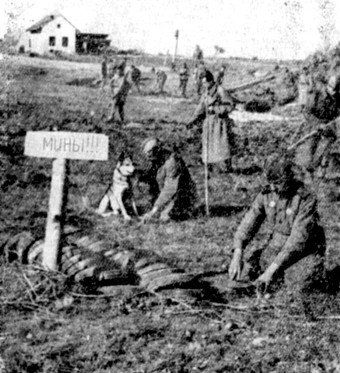 Собачья война Собачья война