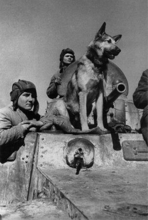 Собачья война Собачья война
