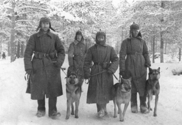 Собачья война Собачья война