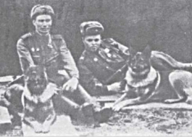 Собачья война Собачья война