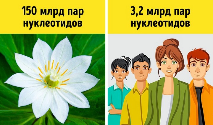 Факты о ДНК, которые помогут понять, как устроена живая природа Факты о ДНК, которые помогут понять, как устроена живая природа