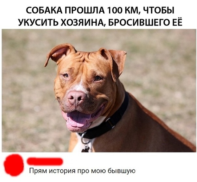 Юмор и шутки на тему: "Когда вам не рады"