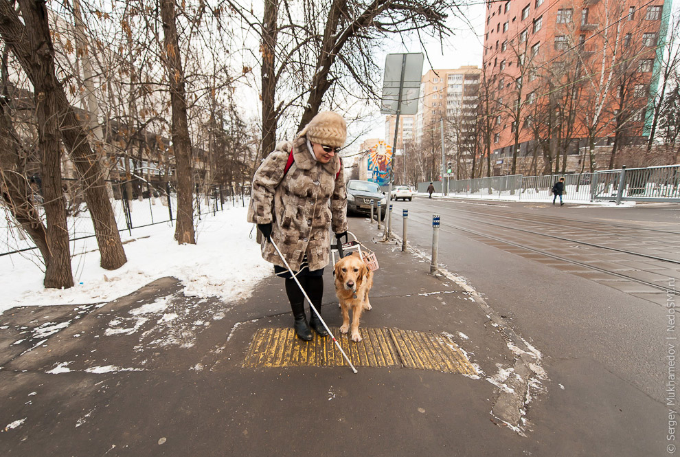 Золотые собаки Золотые собаки