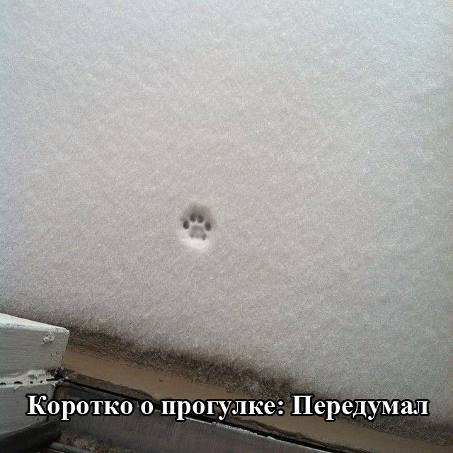 Порция картинок