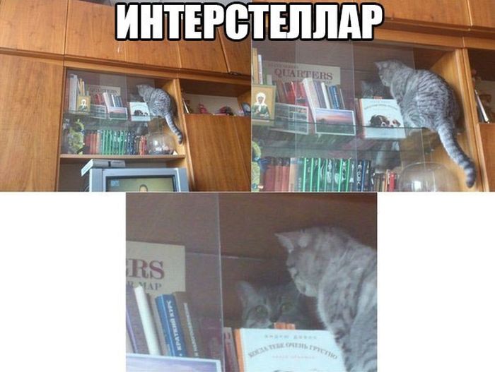 Порция картинок