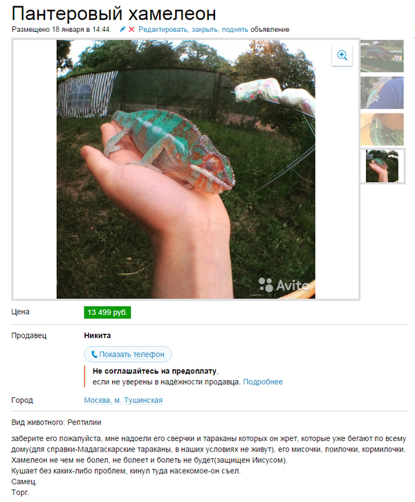 22 новых умопомрачительных объявлений с AVITO
