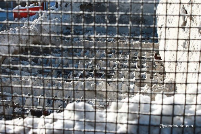 Что делают с убранным снегом? (13 фото) Что делают с убранным снегом? (13 фото)