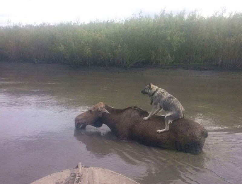 Прикольные картинки