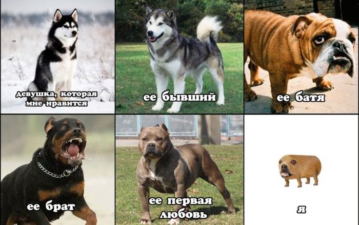 Подборка легкого юмора