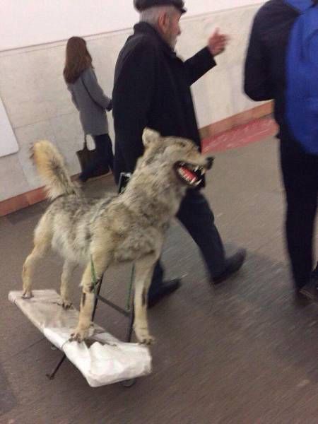 Прикольные картинки